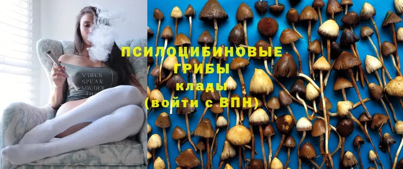 магазин продажи наркотиков  Медынь  Псилоцибиновые грибы MAGIC MUSHROOMS 